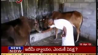 Benefits Of Drinking Cows Urine - TV5