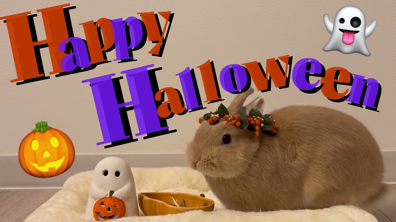 ハロウィンフォトに付き合わされるうさぎ【意外と協力的】