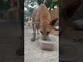 🚨DAY16🚨 watch till the end 🙌🏻🐕🤎 #dogs #dogshorts #feedingdogs #viral #vlogger #trending