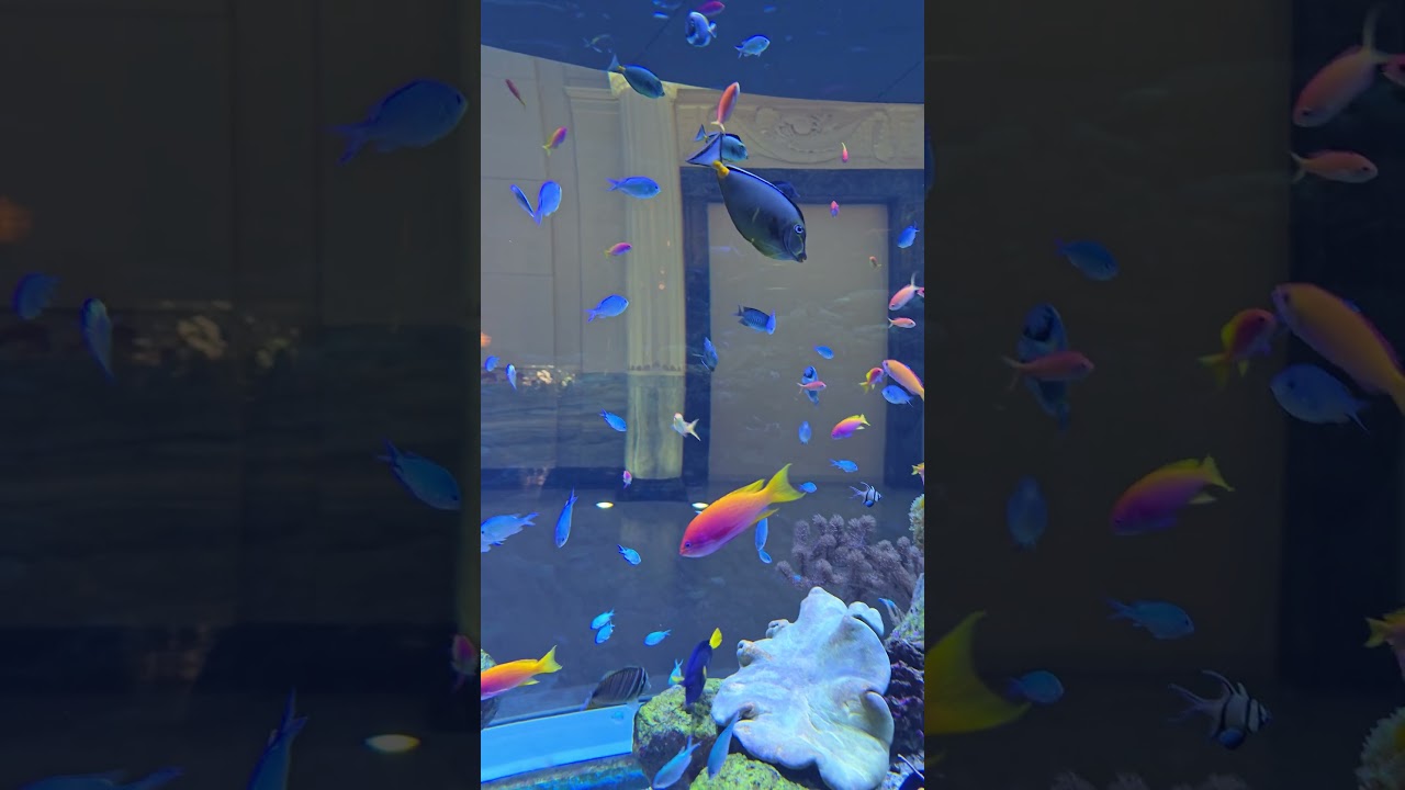 Salt water fish are so much more colorful than freshwater 😲👍😎 