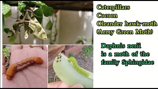 Caterpillar to Moth Evolution (Green Army Moth) Oleander hawk-moth | Daphnis nerii