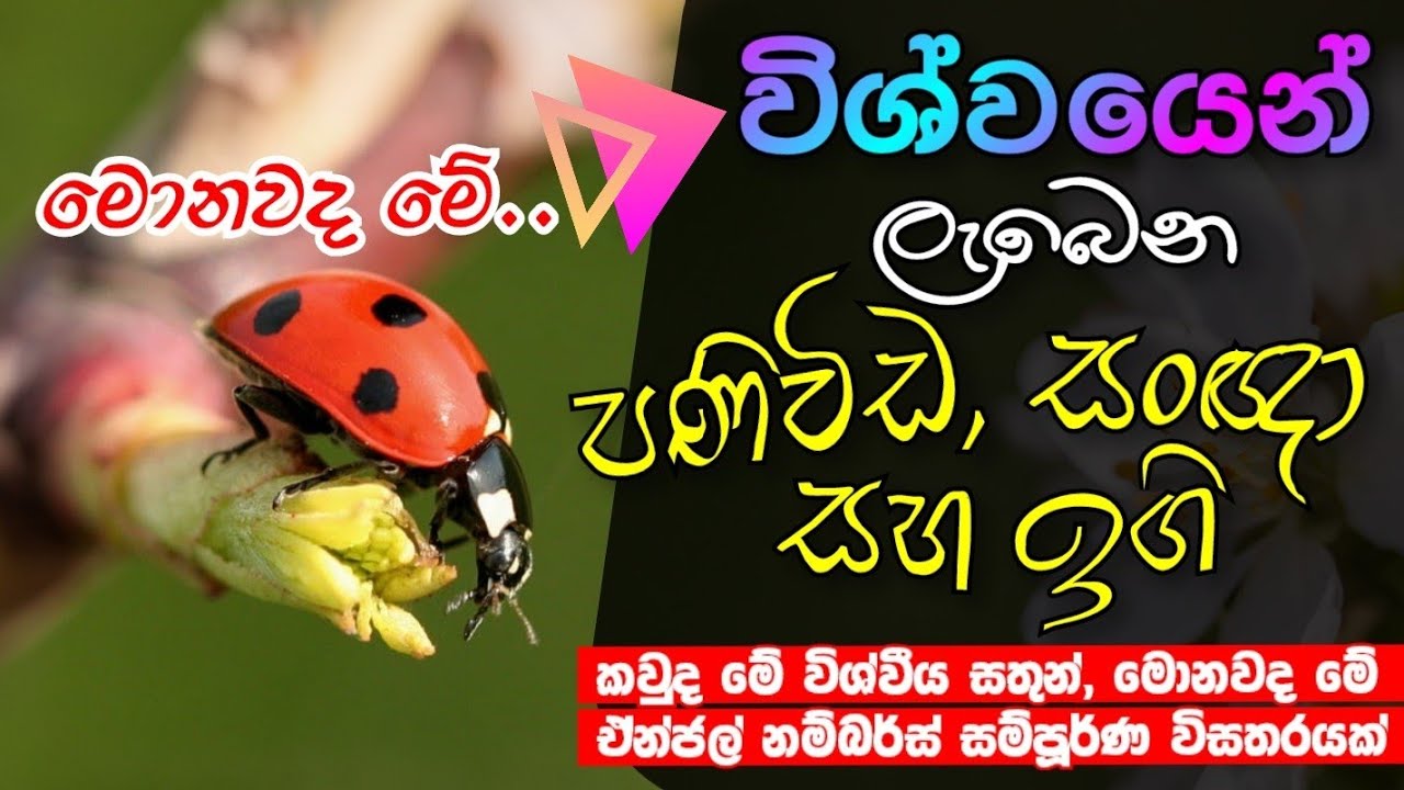 මොනවද මේ විශ්වයෙන් අපිට ලැබෙන පණිවිඩ,ඉඟි, සංඥාවන් | Universal signs