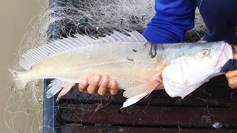 Phá kỷ lục dính được con cá sủ 2,3kg ,cá cóc (2.3kg . male catfish)
