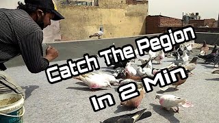 Catch The Pegion In 2 Min Part 4