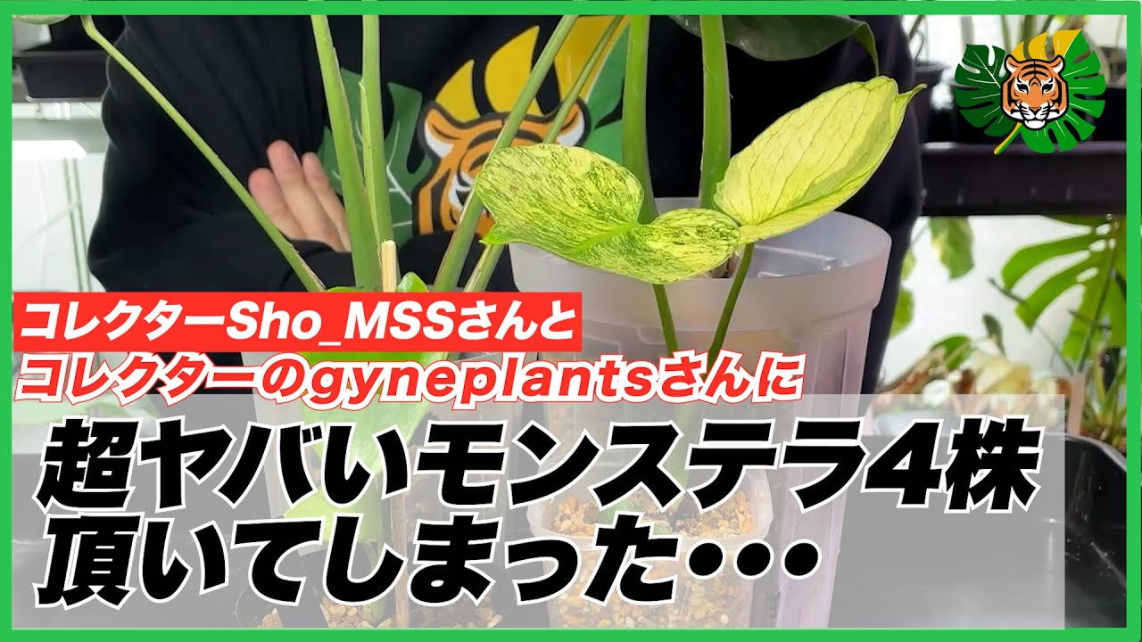 【モンステラ】コレクターの@gyneplantsさんと@Sho_Mssさんにとんでもないモンステラ、スケルトンゴーストフェイス、ライムラバ、サイアムミント、ドワーフ？を頂いてしまったので、植替え