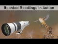 Photographing bearded reedlings in flight - Will I succeed?