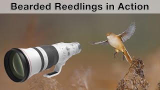 Photographing bearded reedlings in flight - Will I succeed? Photographing bearded reedlings in flight - Will I succeed?