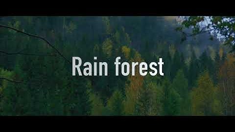 Rain forest B-roll (Nikon D810 + ZHIYUN weebill s)