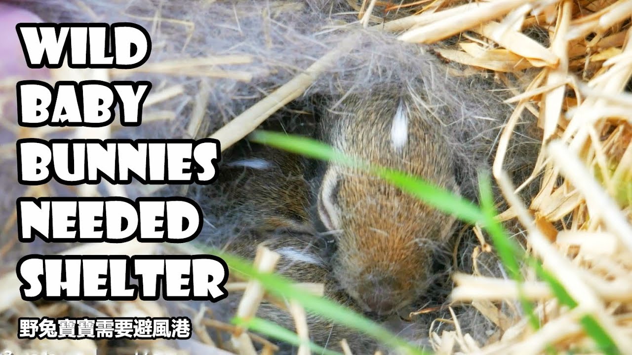 Wild baby bunnies needed shelter (see description) YouTube