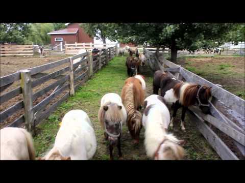 Vidéo: Les Mini Chevaux Brillent Comme Animaux De Thérapie