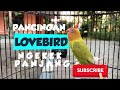 Pancingan Lovebird Fighter Ngekek Panjang... Hajaaarrrrr !!!