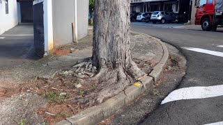 ⚠️ INDAIATUBA/SP - RISCO IMINENTE DE GRAVE ACIDENTE COM ÁRVORE