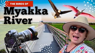 Best Florida State Park For Wildlife Photography  Myakka River