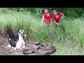 Duck escapes from the snake​​ - Found duck egg for food in forest - Cooking egg for Food of survival