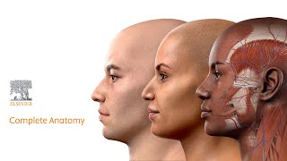 Introducing model customization: Complete Anatomy 2023 screenshot 5