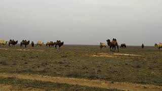 Поездка в Калмыкию 1