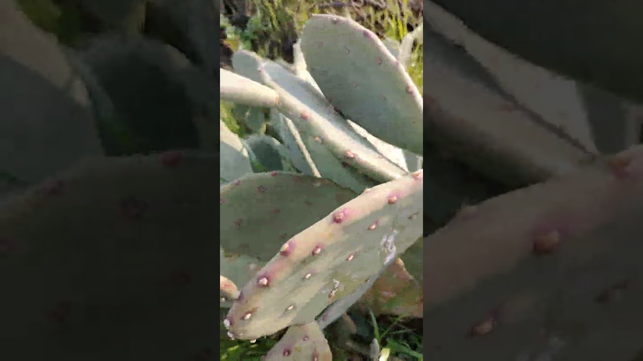 التين الشوكي  الهجين وتحظير احواض السقي  ومد  انابيب التقطير