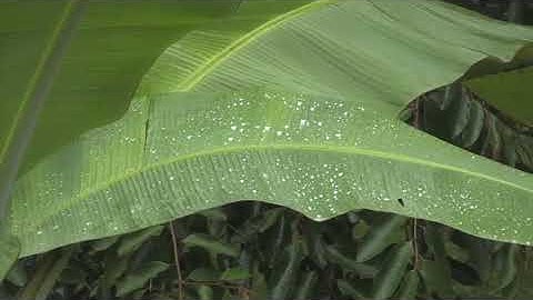 تلاوة رائعة | للشيخ محمد ايوب | سورة الروم