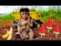 Baby monkey BaBoon driving a truck in a dry rice field while looking for fish a Stranded