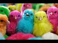 Colour chicks  colour chicken babys  hens chicks playing game  colour chick  hens