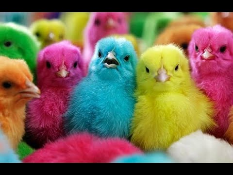 COLOUR CHICKS  colour chicken babys  Hens Chicks playing game  Colour Chick Video  Hen Videos