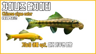 차이니즈 알지이터, 이끼보다 물고기 체액을 사랑합니다. 절대 키우지 마세요! [#물생활백과사전]