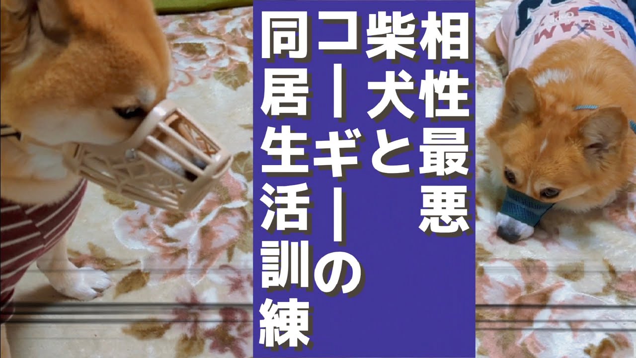 相性最悪な柴犬とコーギーの同居生活訓練 口輪 Youtube