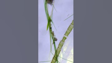 Algae Under a Microscope