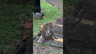 Tons of Monkeys at Macritchie Reservoir Singapore๐ธ๐ฌ๐ #singapore #shorts #youtubeshorts #fyp Tons of Monkeys at Macritchie Reservoir Singapore๐ธ๐ฌ๐ #singapore #shorts #youtubeshorts #fyp