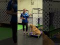Making Dog Training Fun and easier:  4 tips and tricks video   #dogtraining #puppytraining