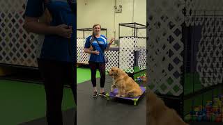 Making Dog Training Fun and easier: 4 tips and tricks video #dogtraining #puppytraining
