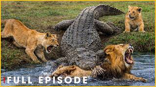 ARID WATERS - Silent Predator In A Ruthless Realm (Full Episode) | Nature Animal Documentary