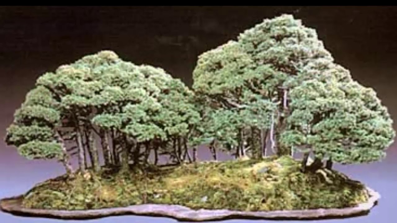 BONSAI KIỂU RỪNG CÂY 2017 - YouTube