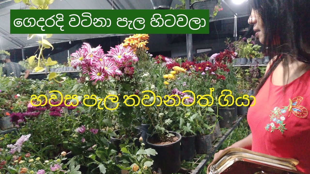 2026.01.01 ඉදිරි ප්‍රයෝජනයට කර ගනිපු වැඩ.👆🥰👌🧚‍♂️🍅🌶️💐🌼