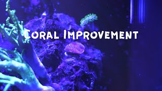 Trace Elements Effects on Corals