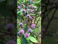 Nature Fruit Shorts Blueberry And Chirping Birds 