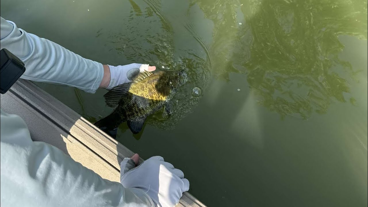 Fishing Fast Flowing Muddy Water for Smallmouth Bass!