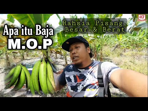 Video: Baja Organik Berbeza - Jenis Baja Untuk Berkebun Organik