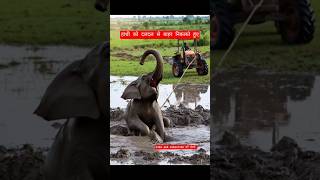 हाथी को दलदल से बाहर निकलते हुए#short #video#viral#trending#elephant #tractor#youtube#madankumar1994