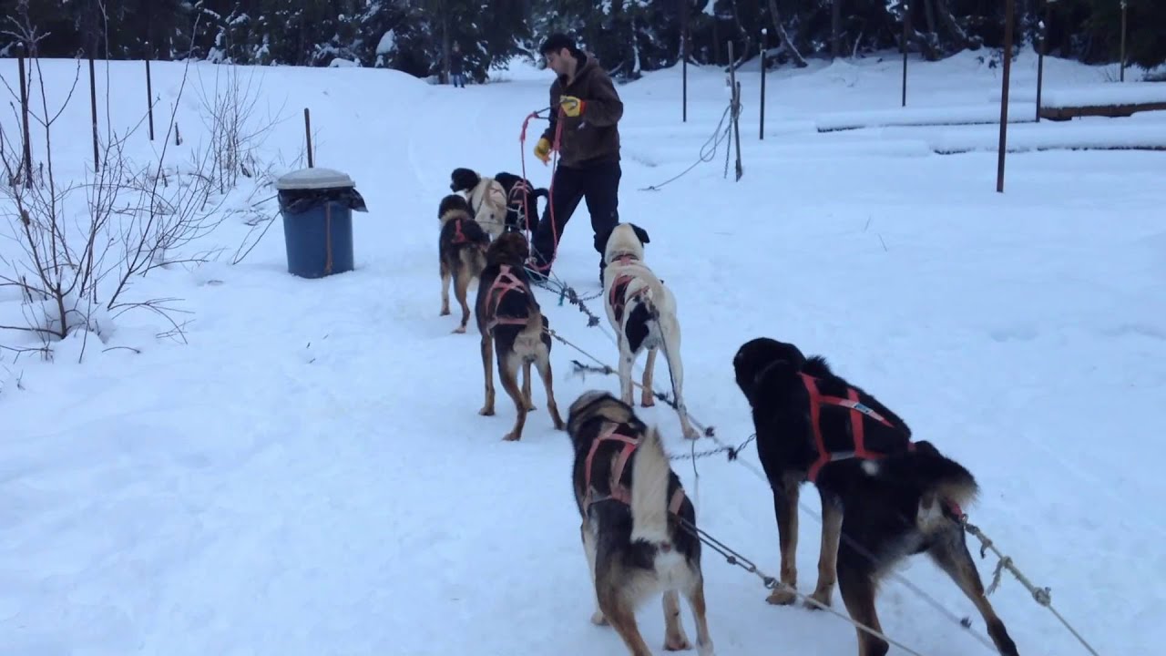 Dog Sledding in Girdwood, Alaska. YouTube