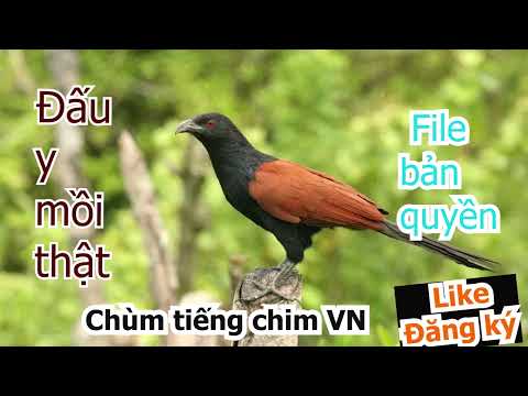 Video tiếng chim bìm bịp mồi cực chuẩn víp nhất Việt Nam đấu... - youtube