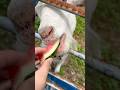【生ごみゼロ生活】スイカを食べる動物たち