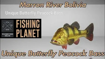 Unique Butterfly Peacock Bass - Marron River Bolivia - Fishing Planet