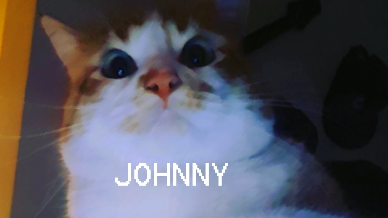 Jonny el gato Jonny el gato