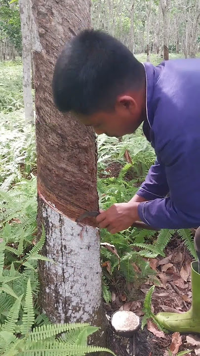 petani merasa ke capekan sampai sore di kebun #getahkaret #fyp