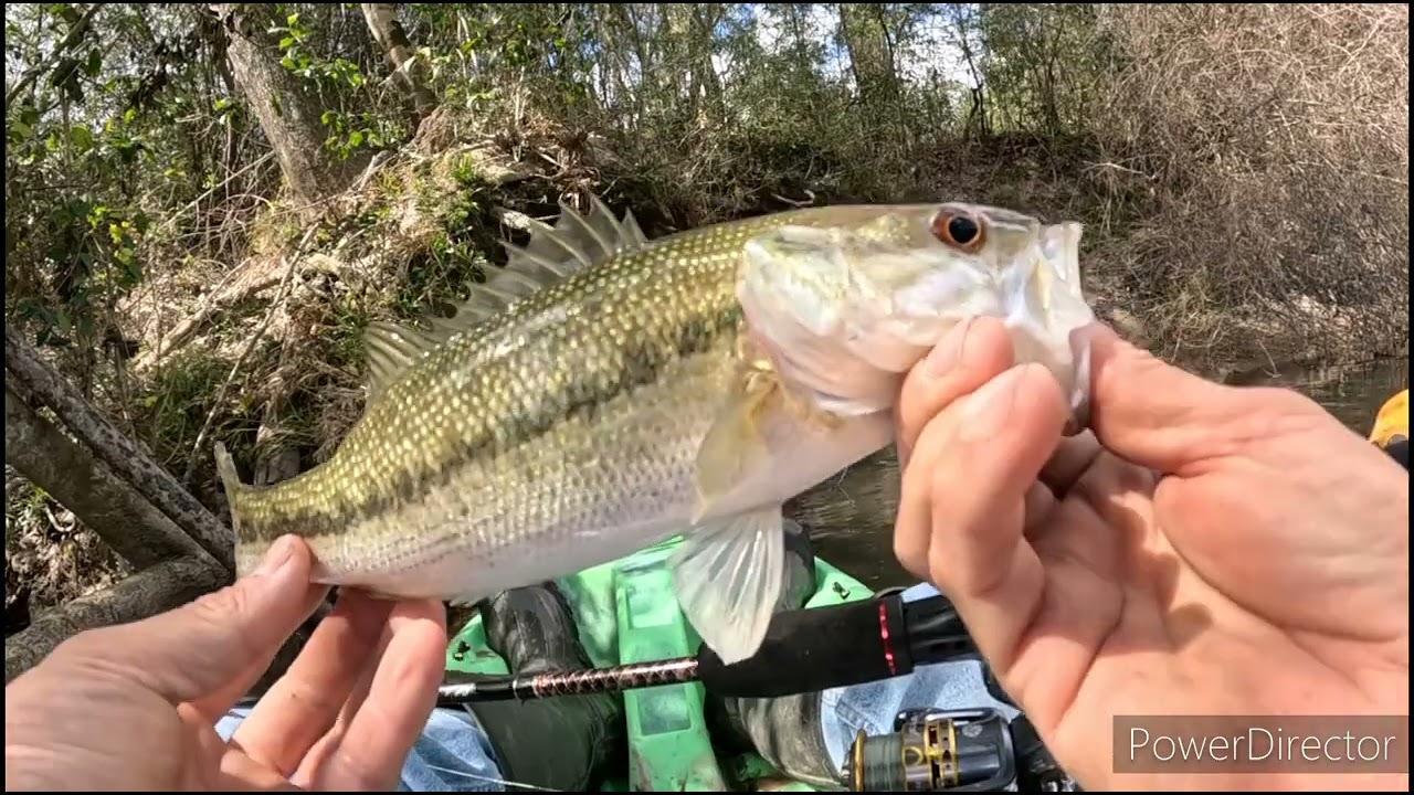 Non-stop action kayak fishing on the creek / big bass at the end #thelivebaitman #bassfishing