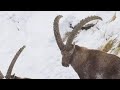 Trophy size Himalayan ibex at Hussaini conservancy area || zarabad valley 2022