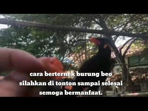 Video: Cara Beternak Burung Beo