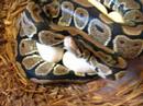 2008 Clutch-whore #5 Ball Python eggs part#1