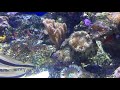 Sea aquarium